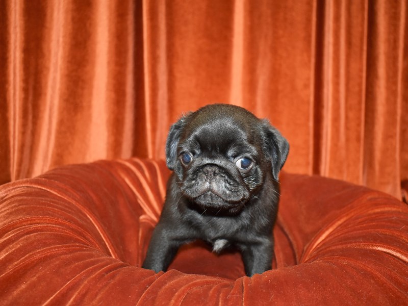 Pug-Male-Black-3780438-Petland Dunwoody Puppies For Sale