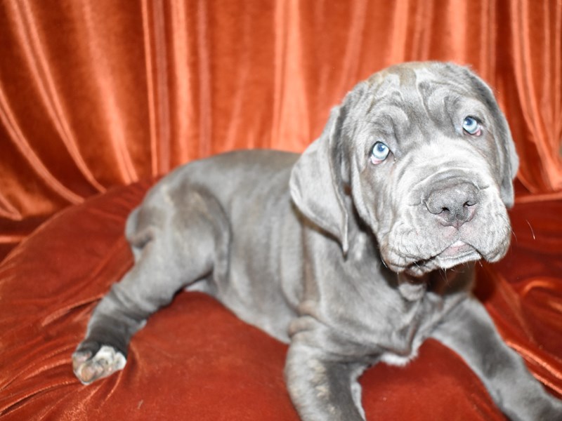 Neapolitan Mastiff-Female-Blue-3780432-Petland Dunwoody Puppies For Sale