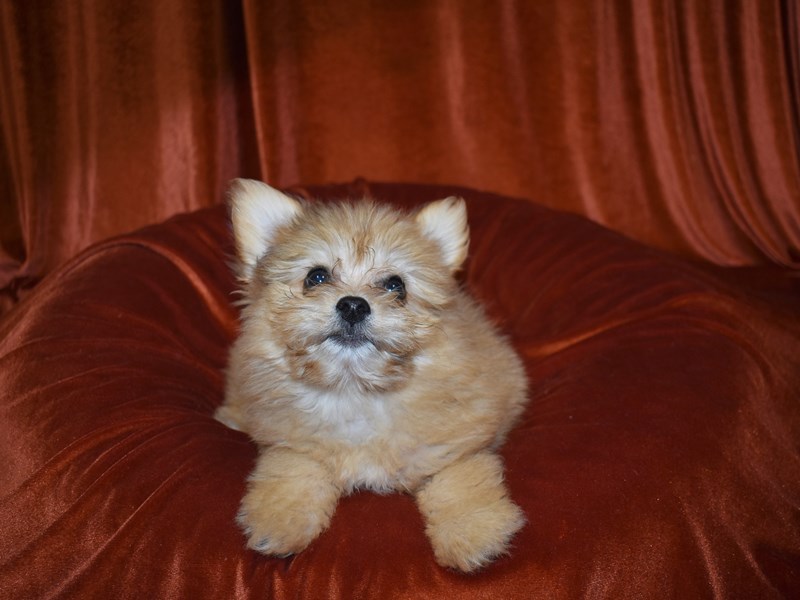 Pomapoo-Male-Sable-3780441-Petland Dunwoody Puppies For Sale