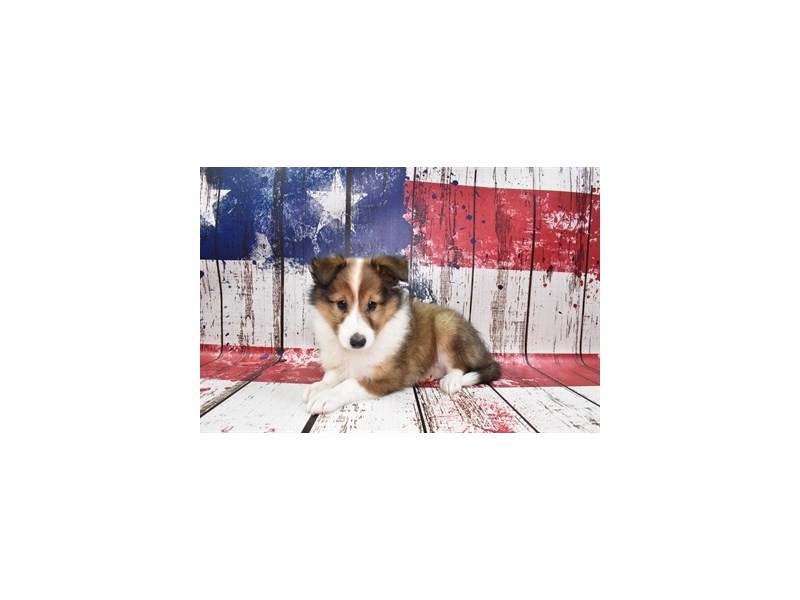 Shetland Sheepdog-Female-Sable and White-3787406-Petland Dunwoody