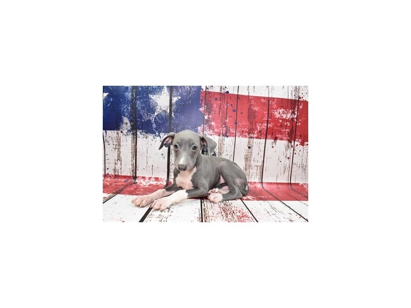 Italian Greyhound-Male-Blue-3787452-Petland Dunwoody Puppies For Sale