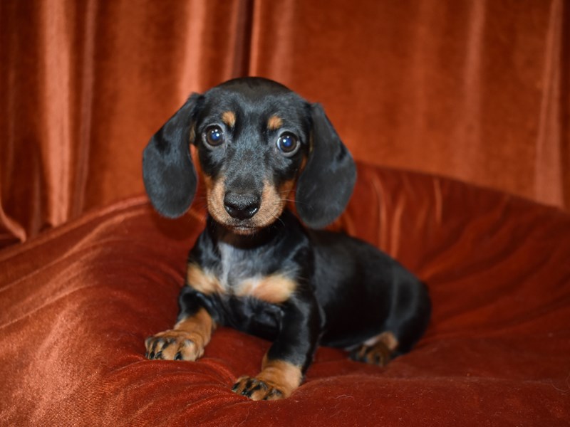 Dachshund-DOG-Female--3788610-Petland Dunwoody Puppies For Sale