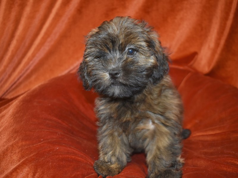 Lhasa Poo-Female-Brindle-3788563-Petland Dunwoody