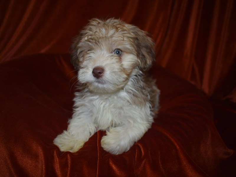 Havanese-DOG-Male-Chocolate & White-3788557-Petland Dunwoody Puppies For Sale