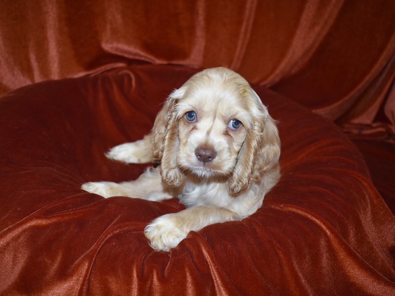 Cocker Spaniel-DOG-Female--3796704-Petland Dunwoody Puppies For Sale