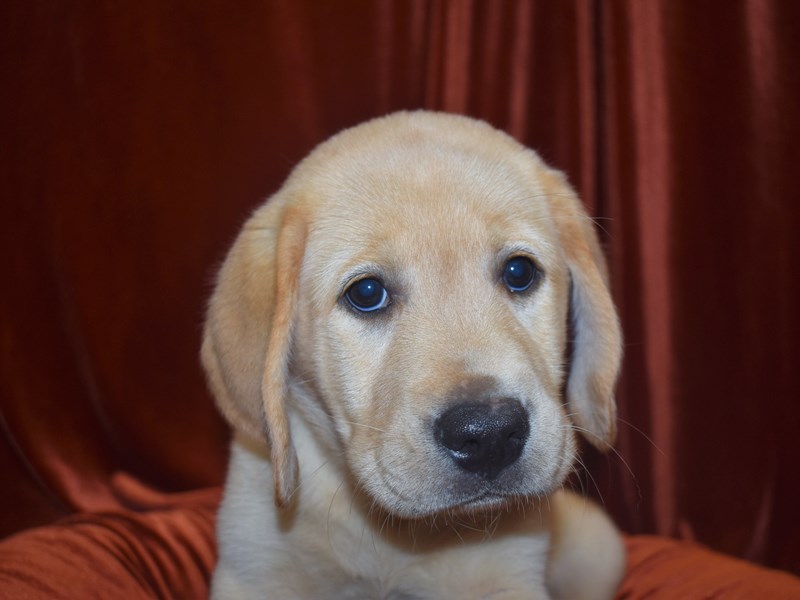 Labrador Retriever-DOG-Male-Yellow-3796676-Petland Dunwoody Puppies For Sale