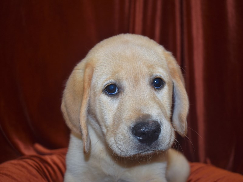 Labra sales dog male