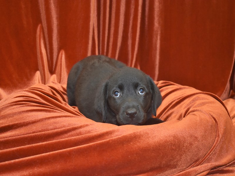 Labrador Retriever-DOG-Female-Black-3796660-Petland Dunwoody
