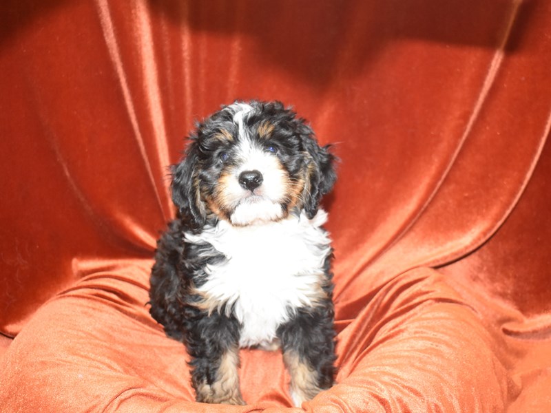 Miniature Bernedoodle-Male-Tri Color-3815423-Petland Dunwoody Puppies For Sale