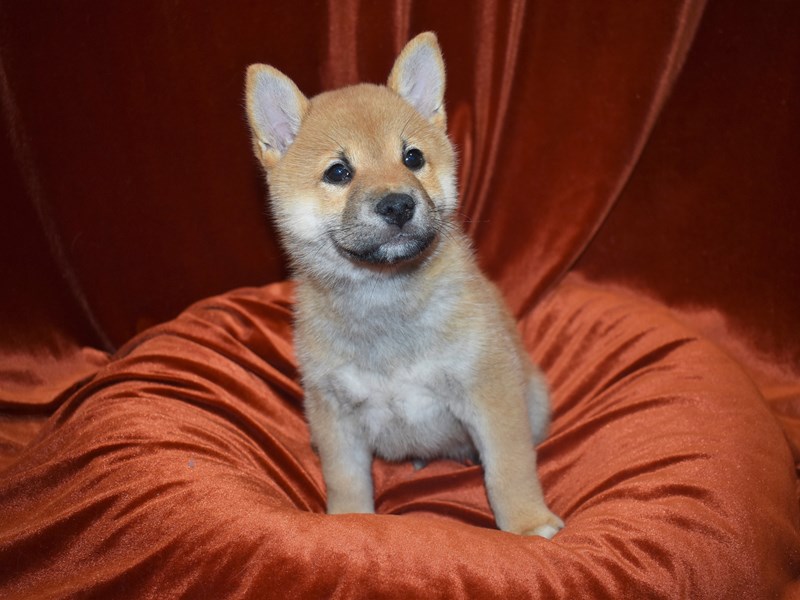 Shiba Inu-DOG-Male-Red-3815461-Petland Dunwoody Puppies For Sale