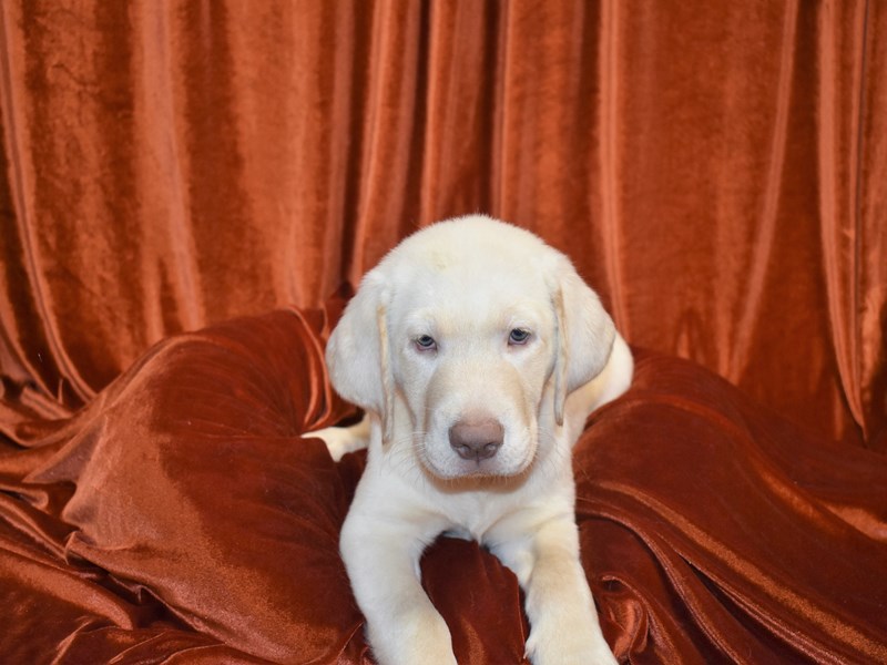Labrador Retriever-DOG-Male--3726543-Petland Dunwoody Puppies For Sale