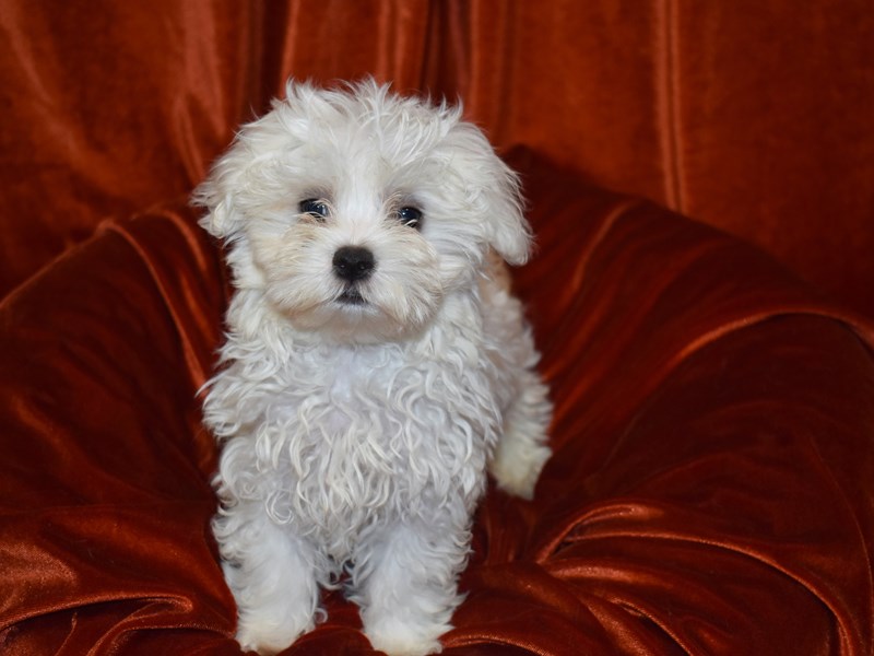 Maltese-DOG-Male-white-3735276-Petland Dunwoody Puppies For Sale