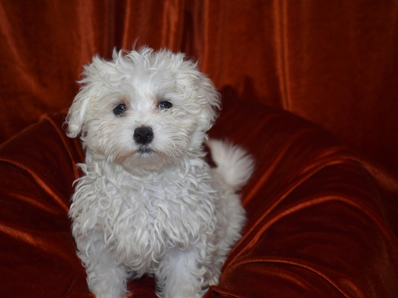 Maltese-Male-white-3735275-Petland Dunwoody Puppies For Sale
