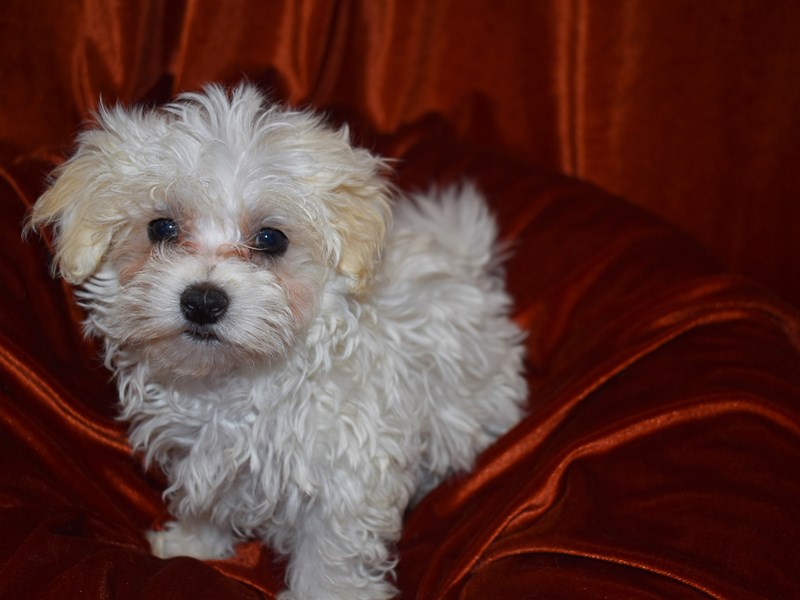 Maltese-Male-white-3735277-Petland Dunwoody Puppies For Sale