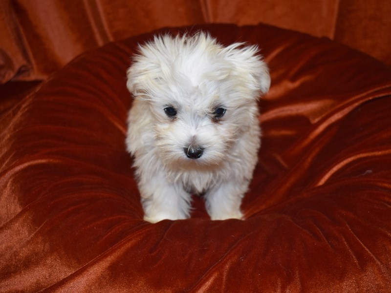 Maltese-DOG-Male-White-3735466-Petland Dunwoody Puppies For Sale