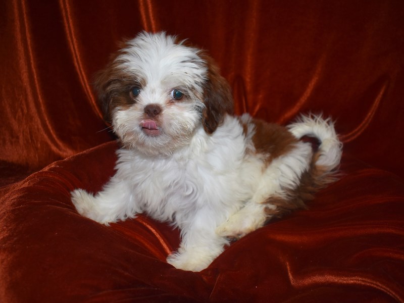 Shih Tzu-DOG-Male-Liver &White-3742975-Petland Dunwoody Puppies For Sale