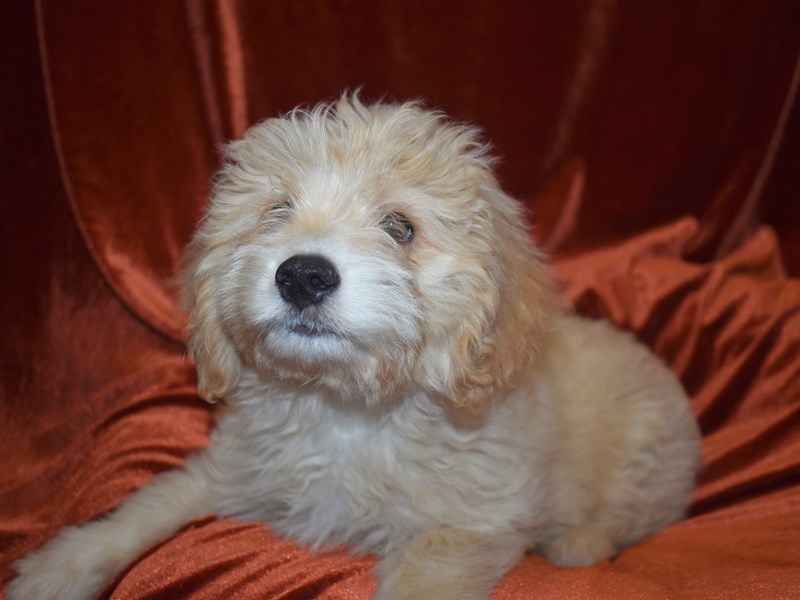 Toy Aussie Poo-Male-Cream-3750568-Petland Dunwoody