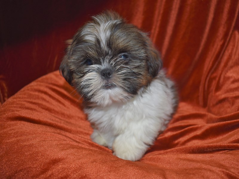 Shih Tzu-DOG-Male-Brindle and White-3750465-Petland Dunwoody Puppies For Sale