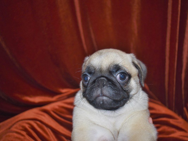 Pug-Male-Fawn-3751812-Petland Dunwoody Puppies For Sale