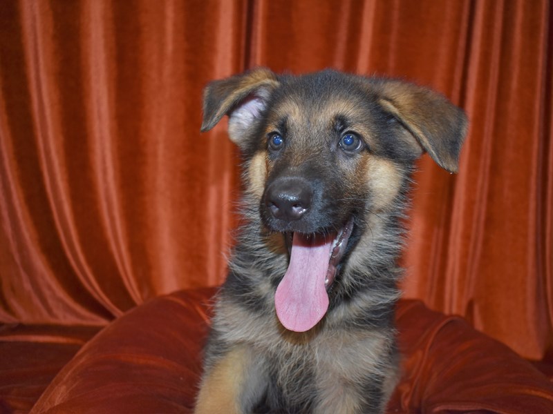 German Shepherd-Male-Black and Tan-3780439-Petland Dunwoody Puppies For Sale