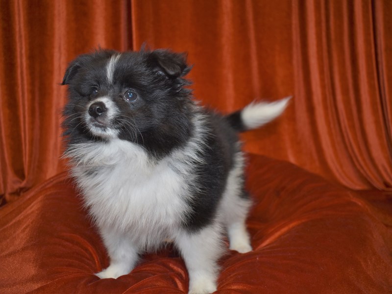 Pomeranian-DOG-Male-Black and White Parti-3780442-Petland Dunwoody Puppies For Sale