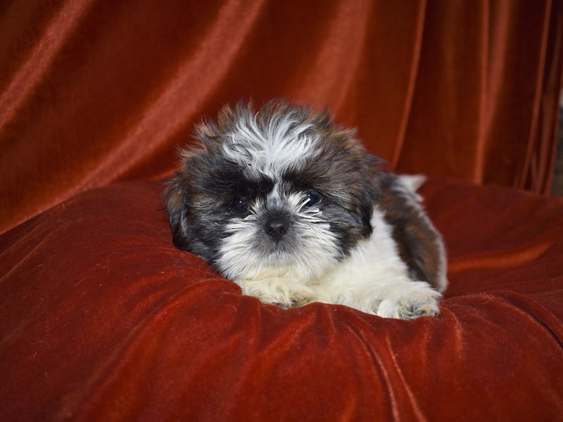 Shih Tzu-Male-Brindle & White-3788565-Petland Dunwoody Puppies For Sale