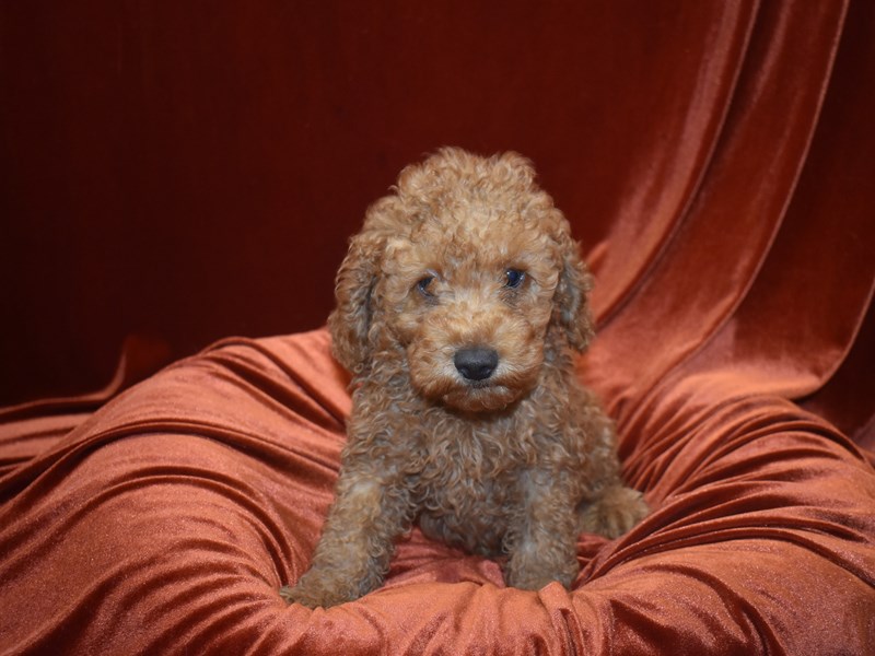 Mini Labradoodle-Male-Red-3796644-Petland Dunwoody Puppies For Sale