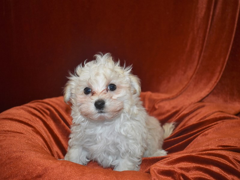 Maltipoo-DOG-Male--3796693-Petland Dunwoody Puppies For Sale