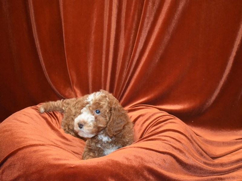 Mini Goldendoodle-DOG-Male--3796698-Petland Dunwoody