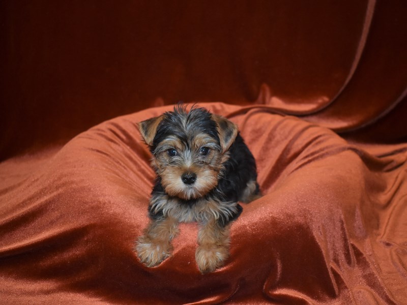 Yorkshire Terrier-Male--3806772-Petland Dunwoody Puppies For Sale