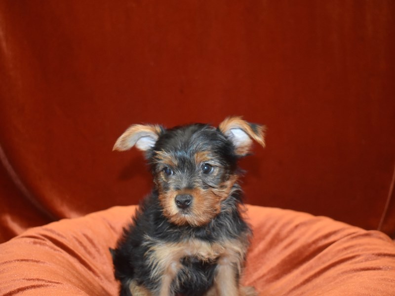 Yorkshire Terrier-Male--3806767-Petland Dunwoody Puppies For Sale
