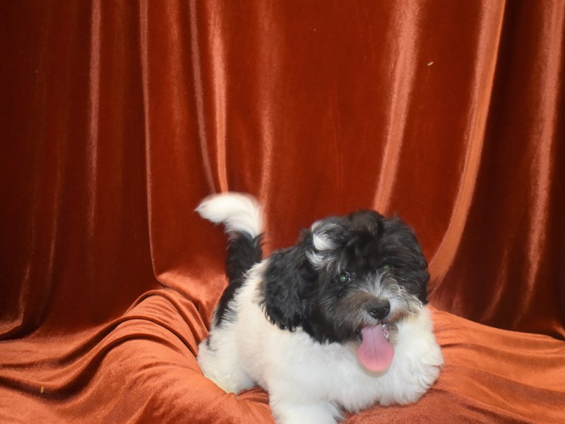 Shih -Poo-Male-Black and White-3768413-Petland Dunwoody