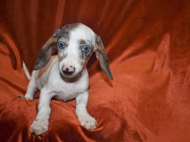 Dachshund-DOG-Female-Blue and Tan-3787576-Petland Dunwoody Puppies For Sale
