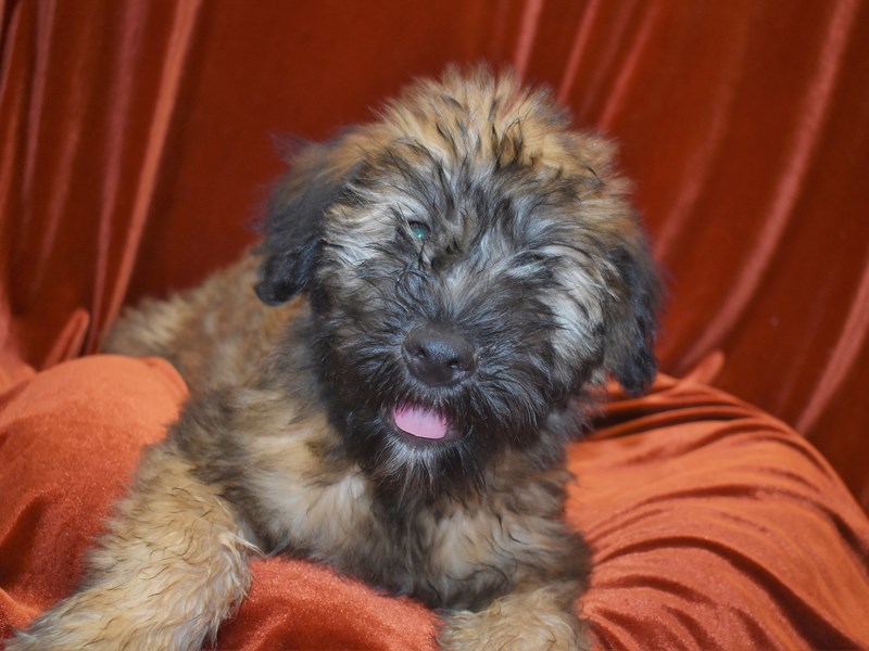 Soft Coated Wheaten Terrier-Male-Wheaten-3787530-Petland Dunwoody Puppies For Sale