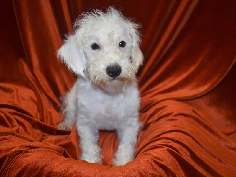 Schnoodle-Male-White-3733675-Petland Dunwoody Puppies For Sale