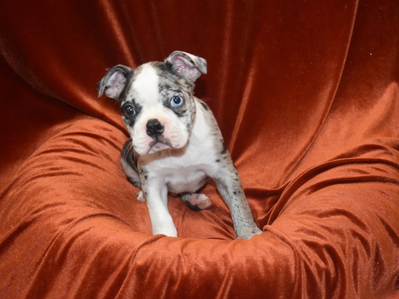 Boston Terrier-Male-Blue Merle-3815814-Petland Dunwoody Puppies For Sale