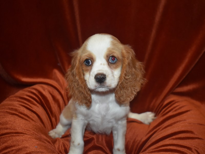 Cockalier-Female-Red and White-3815504-Petland Dunwoody Puppies For Sale