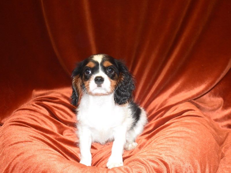 Cavalier King Charles Spaniel-DOG-Female-Black and Tan-3815413-Petland Dunwoody Puppies For Sale