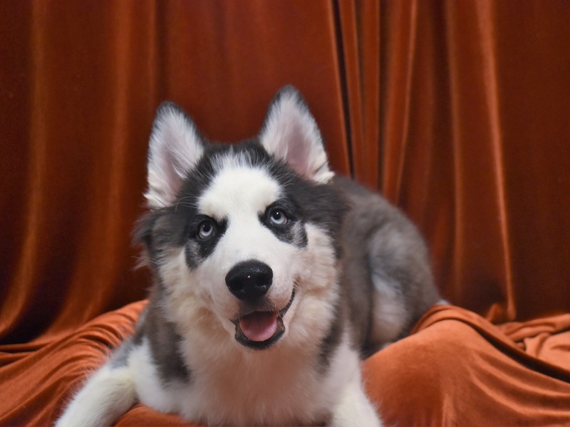 Siberian Husky-Male-Black and White-3733724-Petland Dunwoody Puppies For Sale