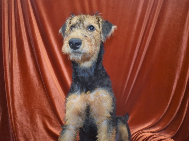 Airedale Terrier-Female-Black and Tan-3733914-Petland Dunwoody Puppies For Sale