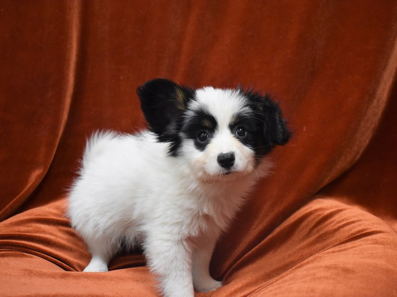 Black and White Papillon Dog Zip Pouch