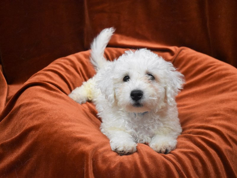 Bichon Frise-DOG-Male-White-3824042-Petland Dunwoody