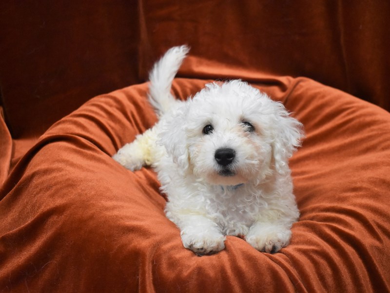 Bichon Frise-Male-White-3824042-Petland Dunwoody