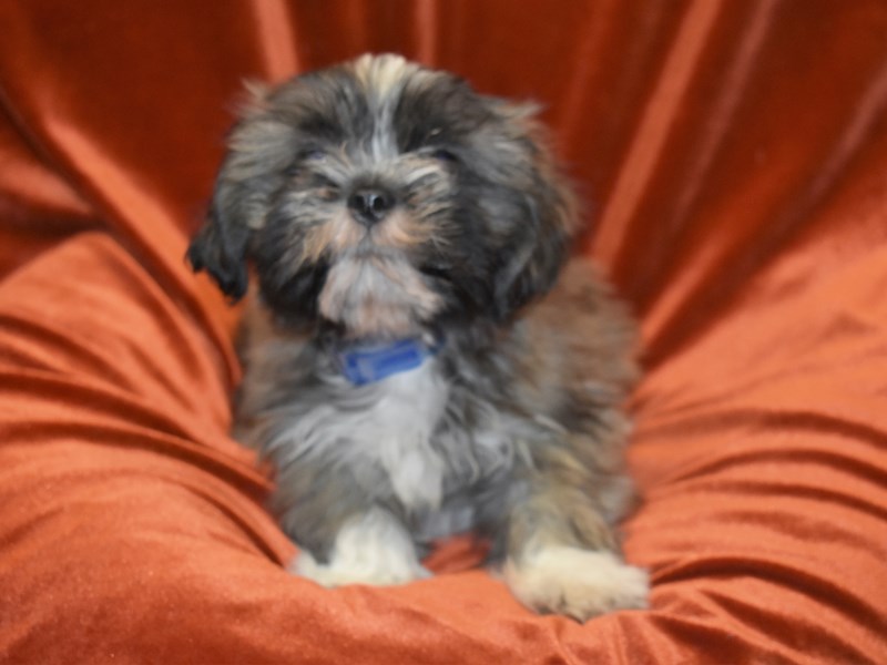 Lhasa Apso-DOG-Male-Grey-3823981-Petland Dunwoody Puppies For Sale