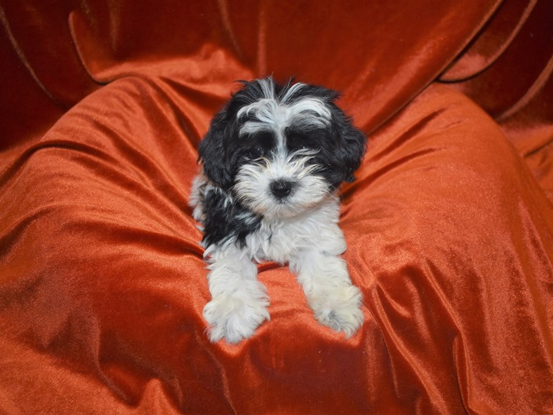 Shih-Poo-Female--3833498-Petland Dunwoody