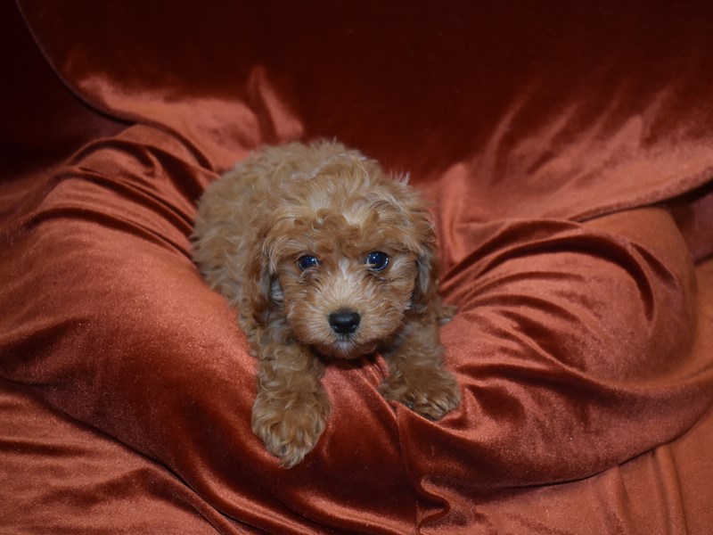 Cavapoo-DOG-Male-Apricot-3833537-Petland Dunwoody Puppies For Sale