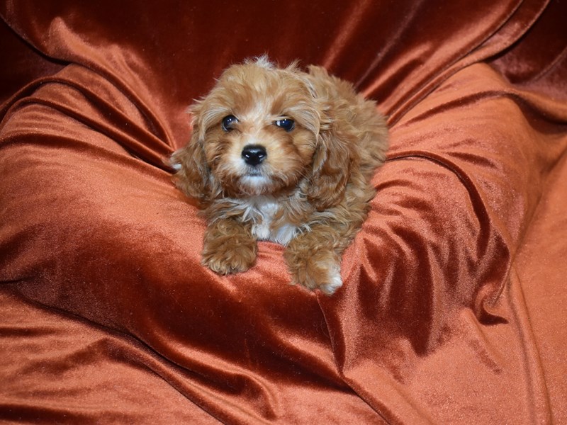 Cavapoo-DOG-Female-Apricot-3833572-Petland Dunwoody Puppies For Sale