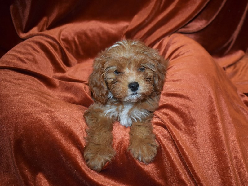 Cavapoo-DOG-Female-Apricot-3833633-Petland Dunwoody Puppies For Sale