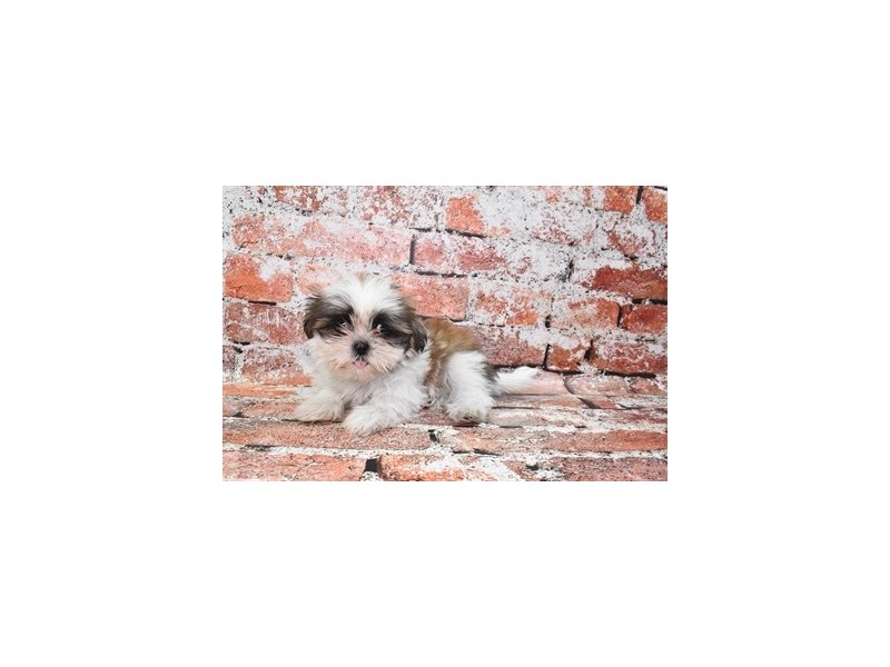 Shih Tzu-DOG-Female-Gold and White-3840381-Petland Dunwoody Puppies For Sale