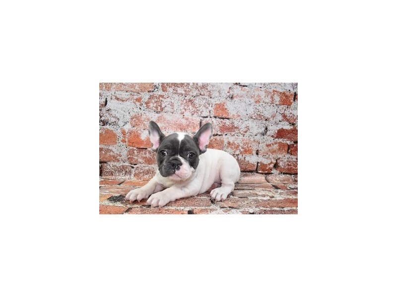 French Bulldog-Male-Blue-3840427-Petland Dunwoody Puppies For Sale